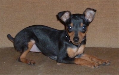 Side view - A Miniature Pinscher puppy is laying on a tan carpet and looking to the right of its body.