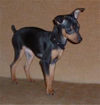 A black and tan Miniature Pinscher puppy is standing on a couch looking forward.