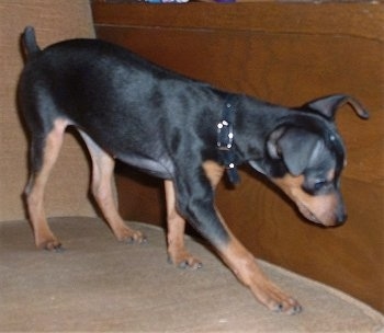 A black and tan Miniature Pinscher puppy is standing on a tan couch looking over the edge.