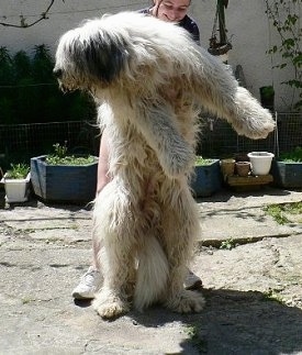 There is a person behind a white with black Romanian Mioritic Shepherd Dog holding it up on its hind legs. It is looking to the left. The person behind it is smiling and the dog is as big as the person.