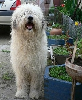 A shaggy, white Romanian Mioritic Shepherd Dog is standing in a driveway next to a flower bed. Its mouth is open and tongue is out. It is looking up. There is a vehicle in the background.