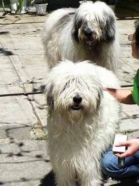 A white with gray Romanian Mioritic Shepherd Dog is standing on a concrete patio with a lady in a green shirt petting it. There is a white and black Sheepdog standing behind it. 