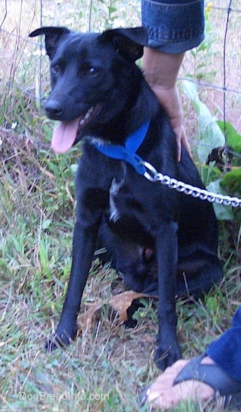 Front side view - A black with white Patterjack is sitting in grass and it is looking forward. Its mouth is open and tongue is out. There is a person standing next to it petting its back.