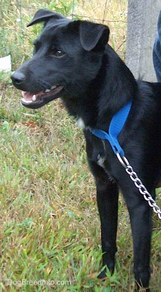 The upper half of a rose-eared, black with white Patterjack dog wearing a blue collar an chain leash standing in grass and looking to the left. Its mouth is slightly open. There is a wire fence behind it.