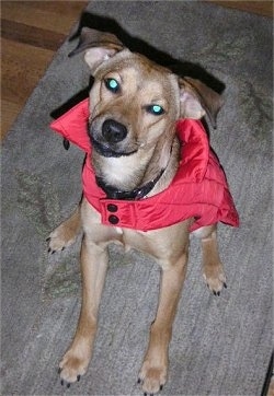 Sonny a tan medium-sized mixed breed dog is wearing a red windbreaker sitting on a mat and looking up at the camera holder