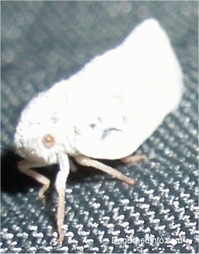 Close Up - Moth on top of a trampoline