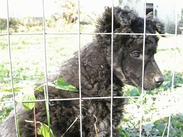 A curly-coated black Mudi puppy is sitting in grass in front of a wire fence looking out.