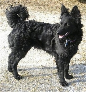 Kelpie store poodle mix