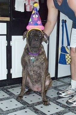 Front view - A large breed - brown brindle Nebolish Mastiff dog is sitting on a white an black tiled floor wearing a purple and pink birthday hat that has a happy face on it. There is a person leaning over and touching the back of the dog.