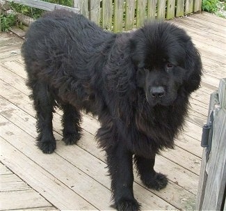 Front side view - A large, furry, black Newfoundland is standing on a wooden deck and it is looking down and forward.