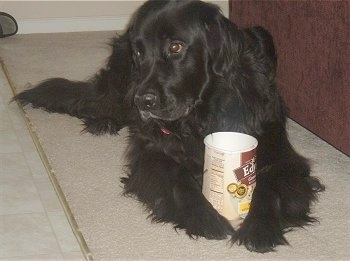 Henry the Newfoundland has an empty box of Edy's ice cream in between its front paws. It is looking to the left and laying on a carpet next to a couch
