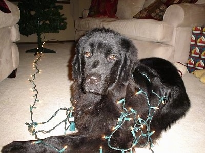 Front side view - A large-breed, black Newfoundland dog is laying in the middle of a living room and it has a lit Christmas tree lighting fixture wrapped around it.