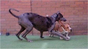 A brown with white Basset Hound is running on a green surface with its ear flying out to the side. Next to it is a Great Dane jumping over top of it.