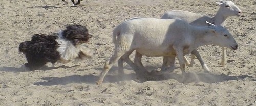 A black with white Polish Lowland Sheepdog is running behind two shaved sheep on sand.