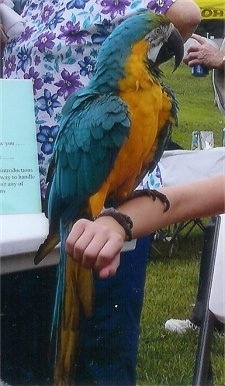 Side view - A huge blue and orange with green Parrot is standing on a ladies arm looking to the right.