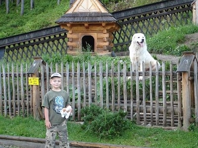 A white Polish Tatra Sheepdog is sitting on a rock behind a wooden fence.