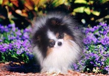 Close up - A fuzzy black with tan and white Pomeranian is standing in a purple flower bed and its head is tilted to the left.