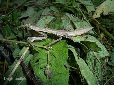 Right Profile - Preying Mantis walking through leaves