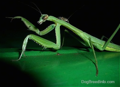 Right Profile - Preying Mantis with another bug on its back