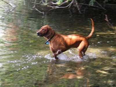 The left side of a Redbone Coonhound is running in a body of water.