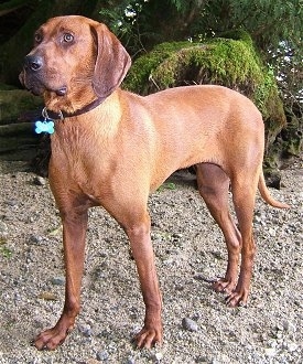 Side view - A Redbone Coonhound is standing across a dirt surface and it is looking to the left.