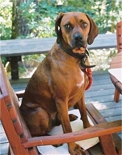 Side view - a Redbone Coonhound is sitting on a wooden chair on a porch and it is looking to the left.