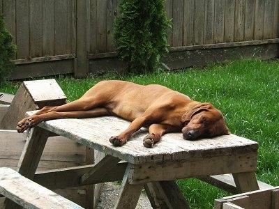 A Redbone Coonhound is laying on its side on top of a wooden picnic table out in a yard that has a wooden privacy fence.