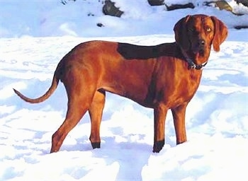 The right side of a Redbone Coonhound that is standing in snow and it is looking forward.