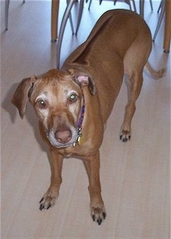 Top down view of a liver-nose Rhodesian Ridgeback that is standing on a hardwood floor. It is looking up and its head is slightly tilted to the left. Its face is graying and it has a dark line down its back.