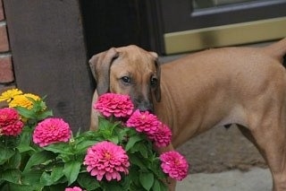 The left side of a tan Rhodesian Ridgeback dog that is smelling hot pink flowers on a porch.
