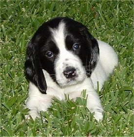Front view - A small white with black Russian Spaniel puppy is laying in grass and its head is slightly tilted to the left.