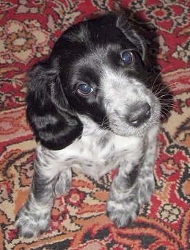 Top down view of a black and white Russian Spaniel Puppy that is sitting on a rug and its head is tilted to the left.
