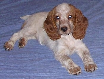 Front side view - A white with tan Russian Spaniel puppy is laying on a blue blanket looking forward.