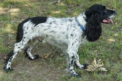 The right side of a ticked black and white Russian Spaniel that is standing in grass and looking to the right. Its mouth is open and tongue is sticking out. The dog has long furry ears.
