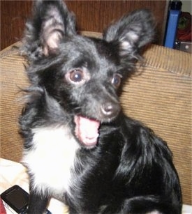 Close up - A black with white Russian Toy Terrier is sitting on a tan couch and it is looking to the right. Its mouth is wide open.