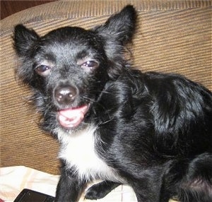 Close up - A black with white Russian Toy Terrier is sitting on a tan couch looking up. Its mouth is open and its eyes are squinty.
