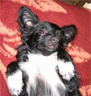 Close up - A black with white Russian Toy Terrier is laying belly-up on its back on top of a red blanket. Its front paws are up towards the top of its chest.