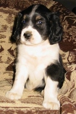 Front view - A black and white with tan Shockerd puppy is sitting in an arm chair and it is looking to the left. Its nose is black and its eyes are dark and its ears are long and soft looking.