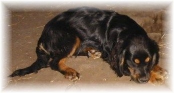 Side view - A black with tan Shockerd dog is sleeping across a dirt surface.