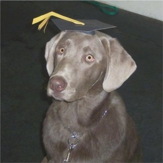 A Silver Labrador Retriever is sitting on a dark gray carpet and it is wearing a black and yellow cardboard graduation hat.