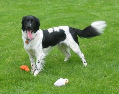 The front left side of a black and white Stabyhoun dog standing across a grass surface. It is looking forward, its mouth is open and its tongue is sticking out. There are two plush toys around it.