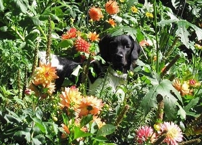 A black and white Stabyhoun is standing in a Dahlia bush and it is looking forward. It is surrounded by yellow, orange and pink flowers.