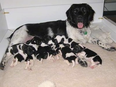 A black and white Stabyhoun dog is laying across the back of a whelping box. There is a litter of puppies nursing.