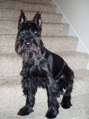 Front view - A shiny black Standard Schnauzer dog sitting on a tan carpeted step looking forward. The dog has croped point ears and longer hair on its snout and fringe hair on its legs and under belly.