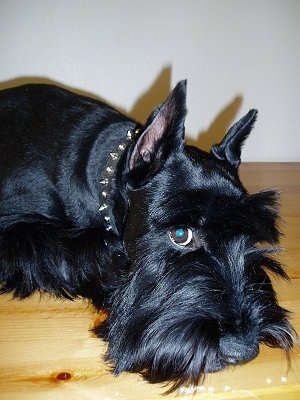Close up side view head and upper body shot - A black Standard Schnauzer dog laying down on a table looking forward.