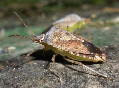 Right Profile - Stink Bug