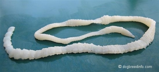 A long white tapeworm is laid in a circle on green plate.