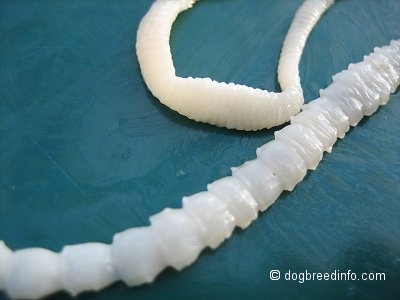 Close up - The back segments of a long white tapeworm.