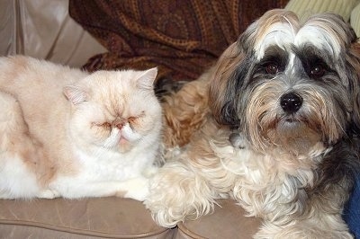 Close up - A white, black and tan Tibetan Terrier dog laying across a couch next to a big Persian Cat.