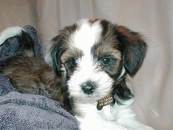 The left side of a fussy little white and gray with black Tibetan Terrier puppy that is laying across a couch and it is looking forward.